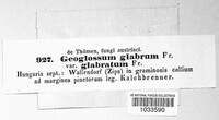 Geoglossum glabrum image
